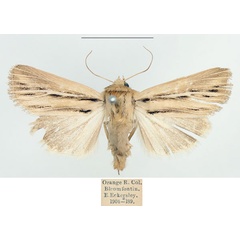 /filer/webapps/moths/media/images/A/amens_Vietteania_AF_BMNH.jpg