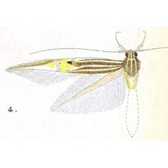 /filer/webapps/moths/media/images/S/scaligera_Cosmopterix_HT_Meyrick_6-4.jpg