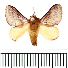 /filer/webapps/moths/media/images/G/gliricidiae_Miresa_AM_BMNH.jpg