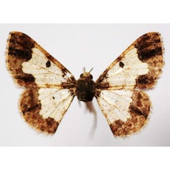 /filer/webapps/moths/media/images/C/chrysothyra_Zamarada_AF_Sircoulomb.jpg