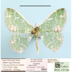 /filer/webapps/moths/media/images/A/alboviridata_Rhodesia_A_MGCLa_01.JPG