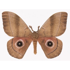 /filer/webapps/moths/media/images/H/hecate_Gonimbrasia_AM_Basquin_01.jpg