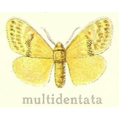 /filer/webapps/moths/media/images/M/multidentata_Euproctis_HT_Hering_28g.jpg