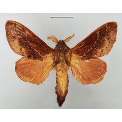 /filer/webapps/moths/media/images/B/bifascia_Eutricha_AM_TMSA_02.jpg