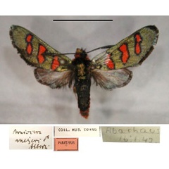 /filer/webapps/moths/media/images/M/meyeri_Arniocera_A_RMCA_01.jpg