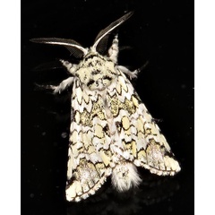 /filer/webapps/moths/media/images/A/albicans_Pseudorethona_A_Braun_3.jpg
