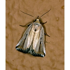 /filer/webapps/moths/media/images/F/foedosa_Eublemma_A_Roland_01.jpg