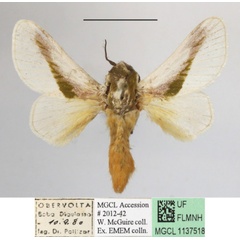 /filer/webapps/moths/media/images/L/loxotoma_Latoia_A_MGCLa_02.JPG