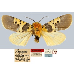 /filer/webapps/moths/media/images/C/catalai_Epicausis_HT_MNHN.jpg