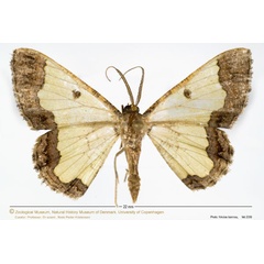 /filer/webapps/moths/media/images/C/cucharita_Zamarada_AM_ZMUC.jpg