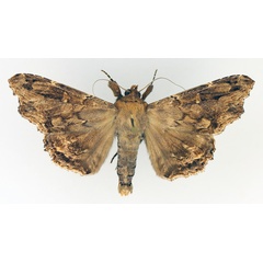 /filer/webapps/moths/media/images/A/alope_Lacera_AM_TMSA_01.jpg