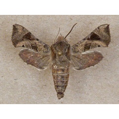 /filer/webapps/moths/media/images/N/nana_Sphingonaepiopsis_A_Butler.jpg