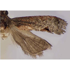 /filer/webapps/moths/media/images/S/salaciae_Thaumatotibia_HT_NMK.jpg