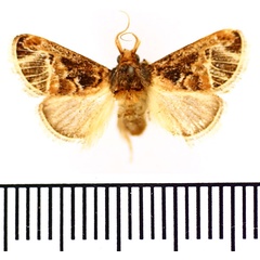 /filer/webapps/moths/media/images/N/nervosa_Zinara_AM_BMNH_02.jpg