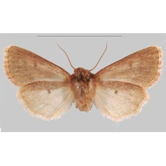 /filer/webapps/moths/media/images/I/iboya_Sciomesa_PTF_MNHNb.jpg