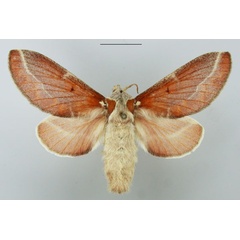 /filer/webapps/moths/media/images/C/carinata_Streblote_AF_TMSA_02.jpg