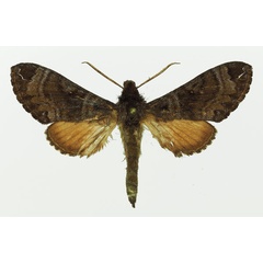 /filer/webapps/moths/media/images/N/neumanni_Dovania_AM_Basquin_01.jpg