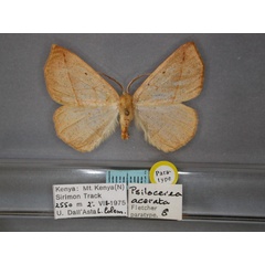 /filer/webapps/moths/media/images/A/acerata_Psilocerea_PT_RMCA_01.jpg