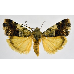 /filer/webapps/moths/media/images/I/imitatrix_Acontia_AF_NHMO_01.jpg