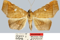 Episparis occidentis