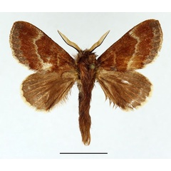 /filer/webapps/moths/media/images/T/tamsi_Diaphoromorpha_AM_Basquin_02.jpg