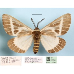 /filer/webapps/moths/media/images/P/picarina_Sabalia_A_MGCLa_02.jpg