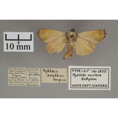 /filer/webapps/moths/media/images/X/xanthia_Hyblaea_PTM_OUMNHb_01.jpg