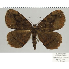 /filer/webapps/moths/media/images/D/dnophera_Menophra_AF_ZSM.jpg