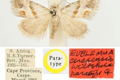 Eublemma ceresensis