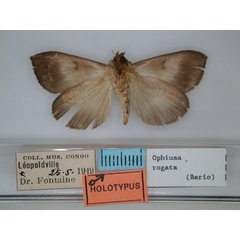 /filer/webapps/moths/media/images/R/rogata_Ophiusa_HT_RMCA_02.jpg