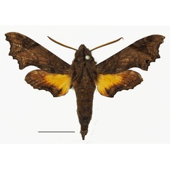 /filer/webapps/moths/media/images/P/pseudopylas_Temnora_AM_Basquina.jpg