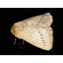 /filer/webapps/moths/media/images/D/dasypoda_Phiala_A_Braun.jpg