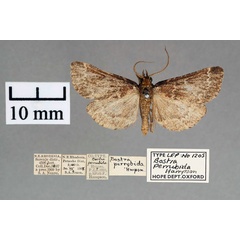 /filer/webapps/moths/media/images/P/perrubida_Bostra_ST_OUMNH_01.jpg