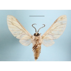 /filer/webapps/moths/media/images/R/rubrostriata_Callobalacra_A_MGCLb_01.JPG