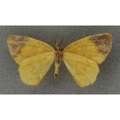 /filer/webapps/moths/media/images/H/hypocrypta_Xanthodura_HT_BMNHb.jpg