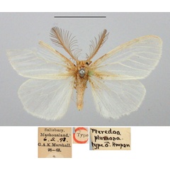 /filer/webapps/moths/media/images/P/plumosa_Pteredoa_HT_BMNH.jpg