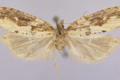 Megaherpystis anepenthes