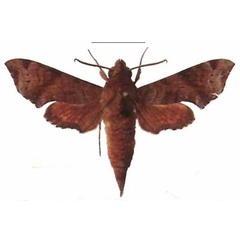 /filer/webapps/moths/media/images/I/iapygoides_Temnora_AM_EMEM_01.jpg