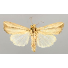 /filer/webapps/moths/media/images/P/pseudoloreyi_Leucania_A_RMCA_01.jpg