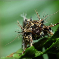 /filer/webapps/moths/media/images/M/maillardi_Callopistria_A_Pasquasy_02.jpg