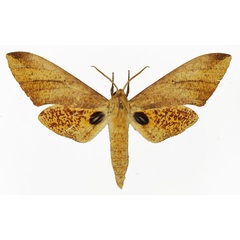 /filer/webapps/moths/media/images/P/phyllis_Platysphinx_AM_Basquin_01.jpg