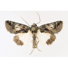 /filer/webapps/moths/media/images/P/pallididisca_Aedia_AM_TMSA_01.jpg