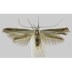/filer/webapps/moths/media/images/G/giustii_Coleophora_PTF_BMNH.jpg
