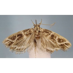 /filer/webapps/moths/media/images/C/crinifrutalis_Dragmatucha_PTM_ZMHB.jpg