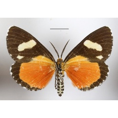 /filer/webapps/moths/media/images/A/agaristoides_Phaegorista_AM_MGCLb_01.JPG