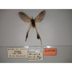 /filer/webapps/moths/media/images/A/axine_Semioptila_AT_RMCA_02.jpg