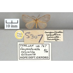 /filer/webapps/moths/media/images/N/nesiotica_Carpenterella_PT_OUMNHa_03.jpg
