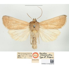 /filer/webapps/moths/media/images/S/sesamiodes_Borolia_STM_BMNH_01.jpg