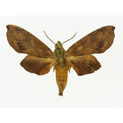 /filer/webapps/moths/media/images/B/butleri_Hypaedalea_AF_Basquin.jpg