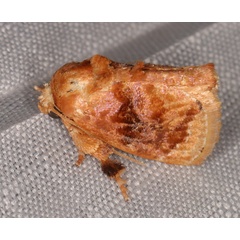 /filer/webapps/moths/media/images/I/imitans_Neogavara_A_Heyns_02.jpg